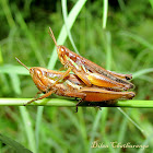 Mating of Grasshoppers