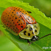 Orange tortoise beetle
