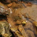 Fresh water mud crab