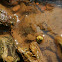 Fresh water mud crab