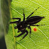 Jumping Spider