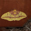 Imperial Moth