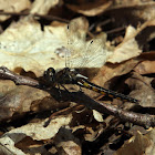Common Baskettail, female