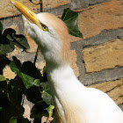 Cattle egret