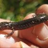 Salamander