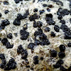 Boulder Lichen