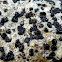 Boulder Lichen