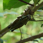Olive Green Swamp Grasshopper