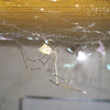Tailed Cellar Spider (♀)