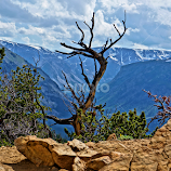 Treeline by Jim Czech -  