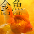 Gold Fish 3D free LWP1.1.2