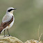 Norther Wheatear