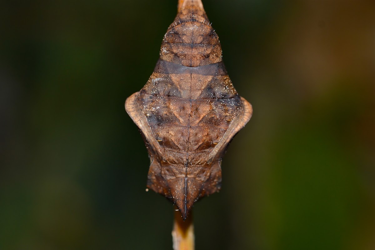 Pale Owl Butterfly Cocoon