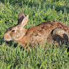 Marsh Rabbit