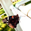 Red Admiral