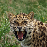 Cat6 by Garry Chisholm -  