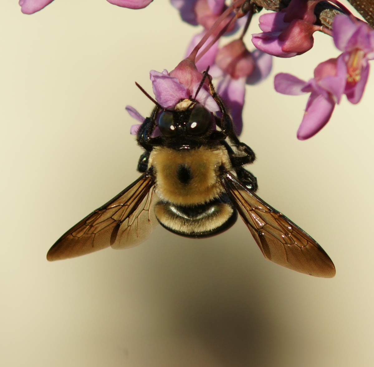 Carpenter bee