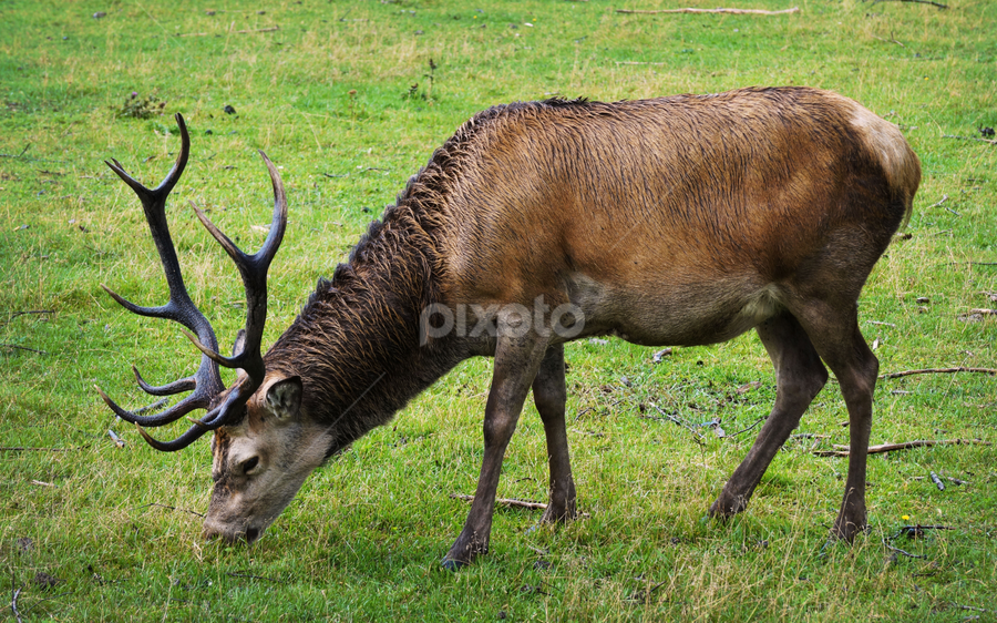 reindeer by Laszlo Czirok - Animals Other