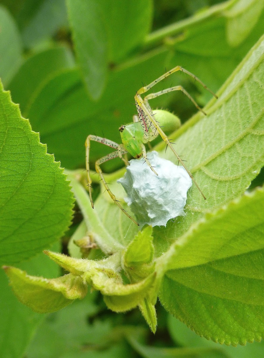 Linx Spider with Egg Sac