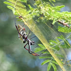 Red-legged Golden Orb Web Spider