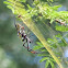 Red-legged Golden Orb Web Spider