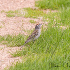 Chipping Sparrow