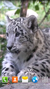 Free Download Snow Leopard Video Wallpapers APK