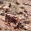 Rocky Mountain Big Horn Sheep