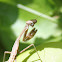 Praying Mantis