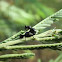 Black weevils
