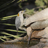 Golden-fronted Woodpecker (Female)