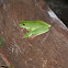 White-lipped Tree Frog