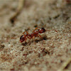 Red Garden Ant