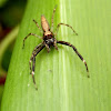 aussie bronze jumper - male