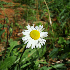 Common Daisy / Tratinčica