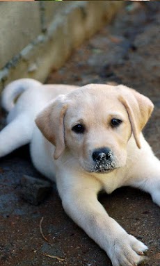 こいぬがみ 子犬のライブ壁紙 Androidアプリ Applion