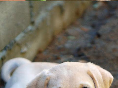 [ベスト] スマホ 柴犬 子犬 壁紙 227865-スマホ 柴犬 子犬 壁紙