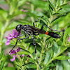 Common Thread-Waisted Wasp