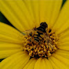Virginia flower fly