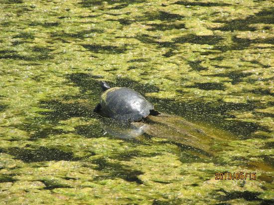 Spotted turtle?