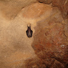 Horseshoe bat