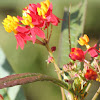 Mexican Butterfly Weed