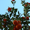 Mandarino ornamental
