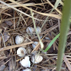 Gambel's Quail hatched egg nest
