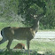Texas White-Tail Deer
