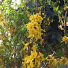 Forsythia