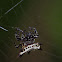 Araña Panadera / Crab Spider