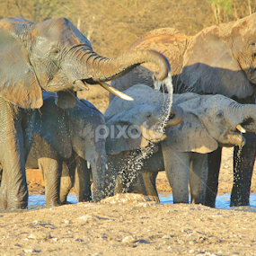 Elephant Pleasure and Water Beauty by Dries Alberts - Animals Other Mammals