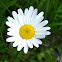 Margerite or Oxeye Daisy