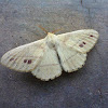Eupterotid Moth